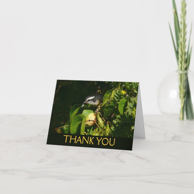 Bananaquit Bird Eating Tropical Photography Thank You Card (Front)