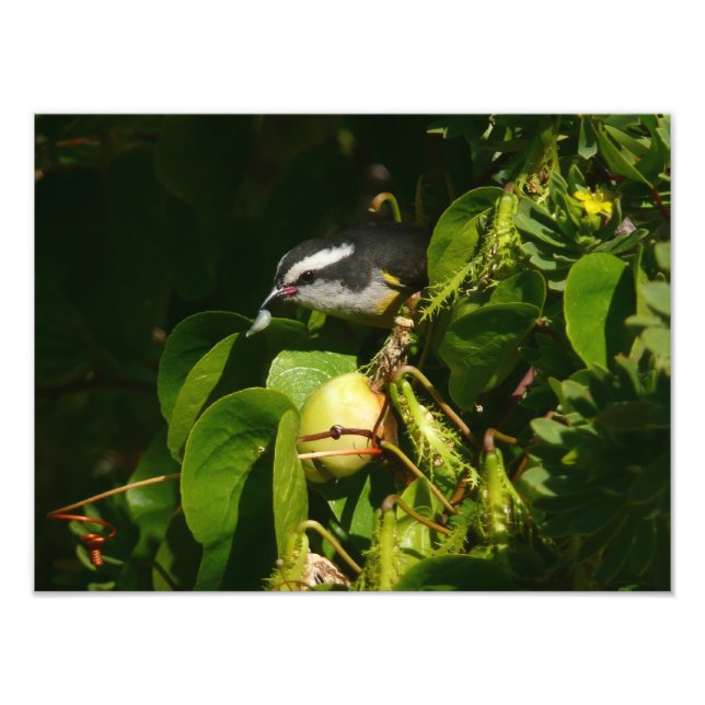 Bananaquit Bird Mange Photographie tropicale (Devant)