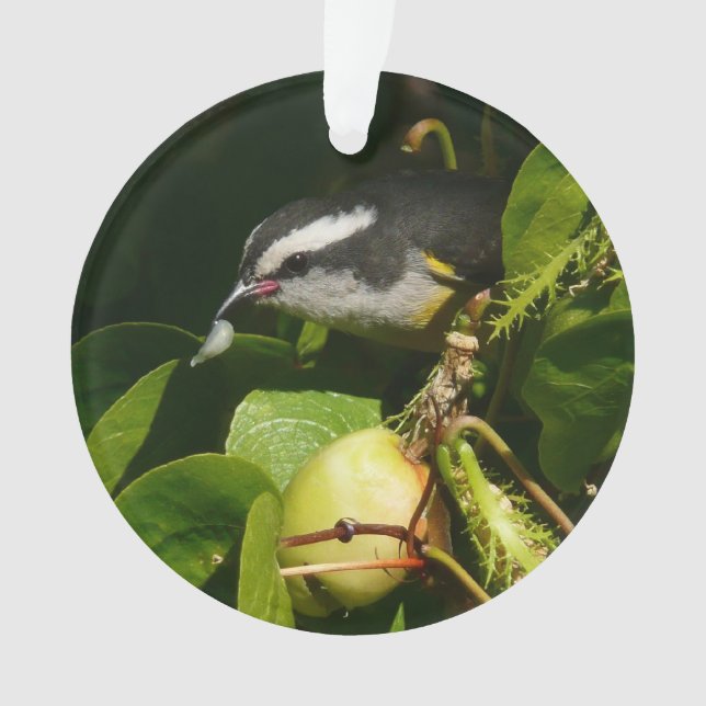 Bananaquit Bird Mange Photographie tropicale (devant)