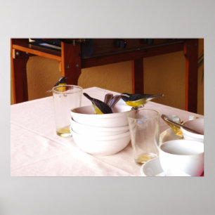 Bananaquit birds Coreba Falveola Poster