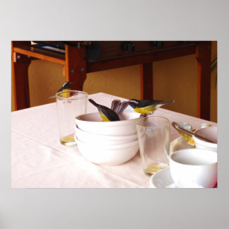 Bananaquit birds Coreba Falveola Poster