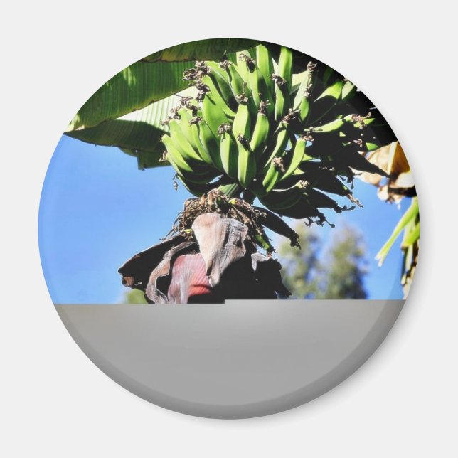 Bananas Fruit Magnet (Front)