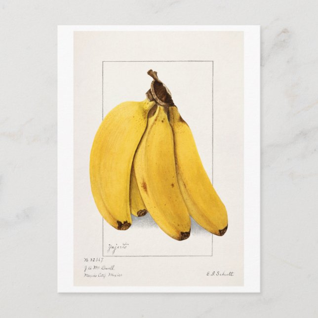 Bananas (Musa) (1904) by Ellen Isham Schutt Postcard (Front)