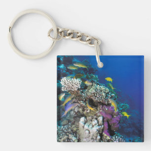 Banc de rougets autour d'un petit corail