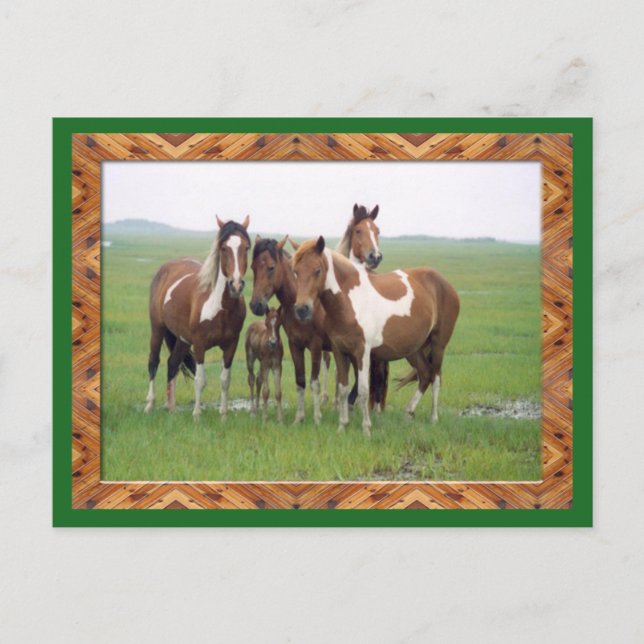 Band Of Appaloosa Horses Postcard (Front)