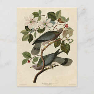 Band-tailed Pigeon - Audubon's Birds of America Postcard
