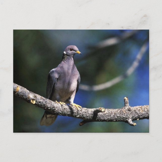 Band-tailed Pigeon Postcard (Front)