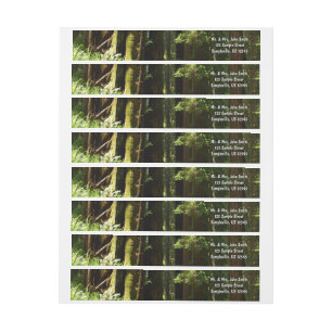 Bande Pour Adresse De Retour Séquoias et fougères au parc national de Redwood