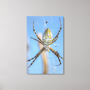 Banded Argiope Orb Weaver - Argiope trifasciata Canvas Print