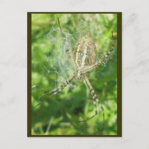 Banded Argiope Spider Ventral View Postcard
