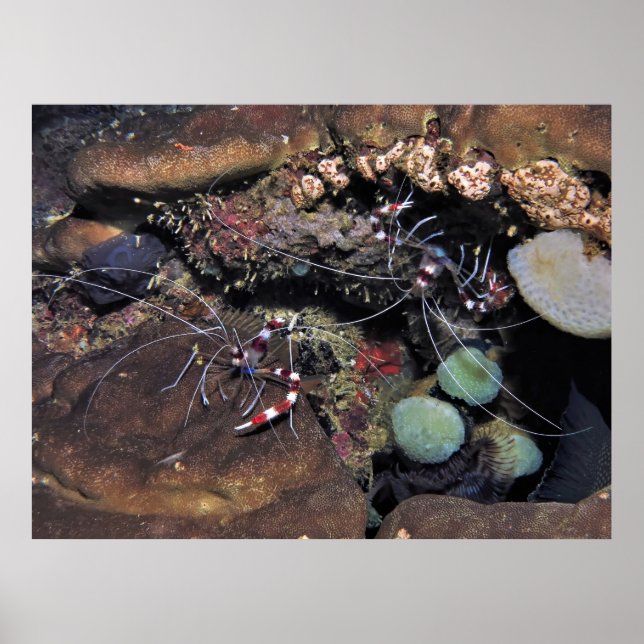 Banded Coral Shrimp Pair Poster (Front)