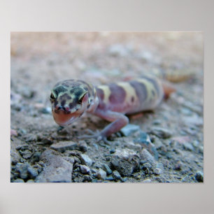 Banded Gecko Licking Eye Poster