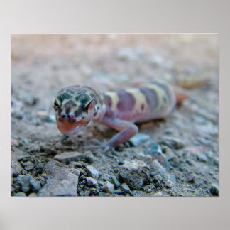 Banded Gecko Licking Eye Poster
