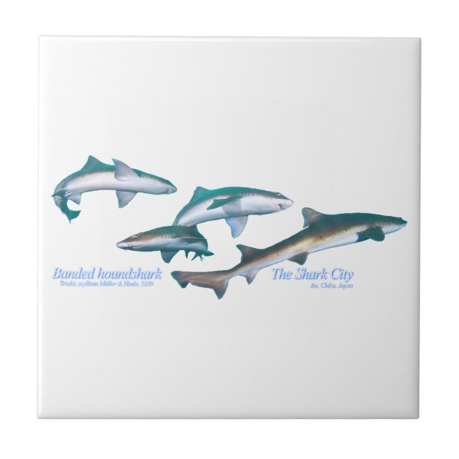 Banded houndsharks tile (Front)