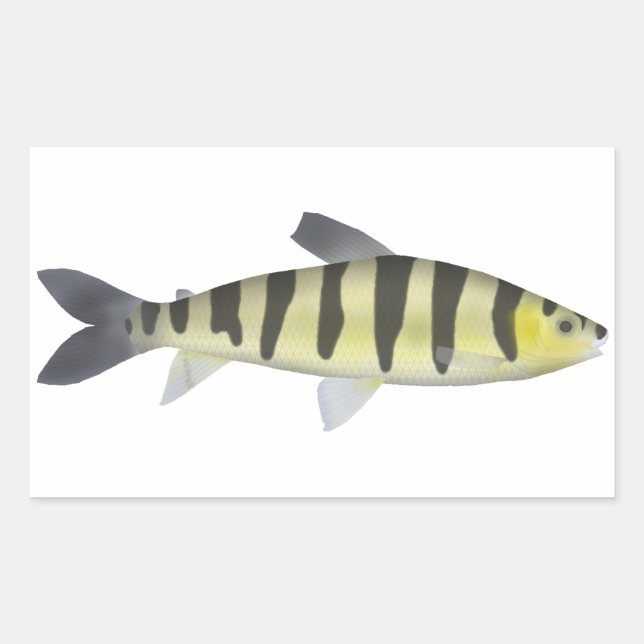 Banded Leporinus Sticker (Front)