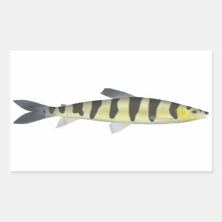 Banded Leporinus Sticker