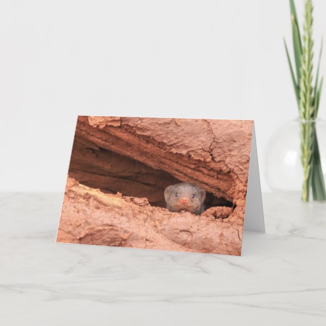 Banded mongoose, Tanzania Holiday Card (Front)