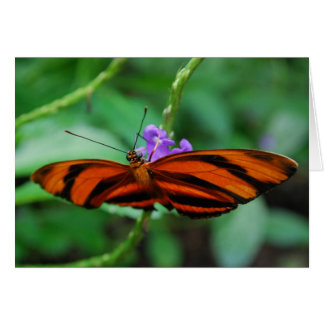 Banded Orange Heliconian