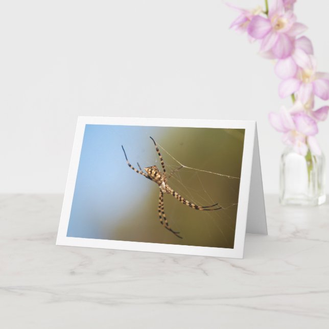 Banded Orbweaver Spider Card (Orchid)