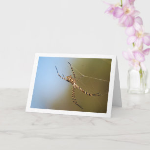 Banded Orbweaver Spider Card