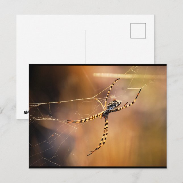 Banded Orbweaver Spider Postcard (Front/Back)