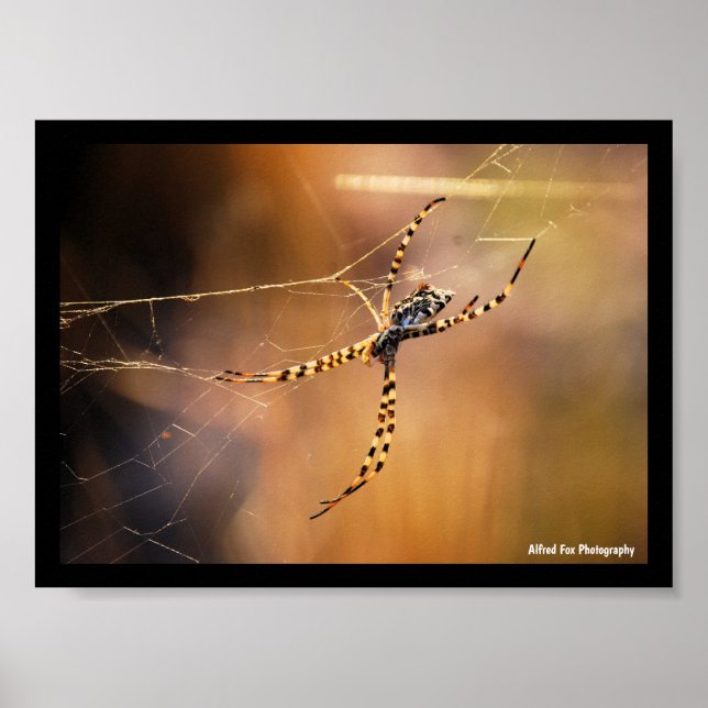 Banded Orbweaver Spider Poster (Front)
