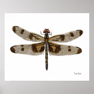 Banded Pennant Dragonfly Art Poster