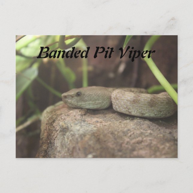 Banded Pit Viper Snake Postcard (Front)