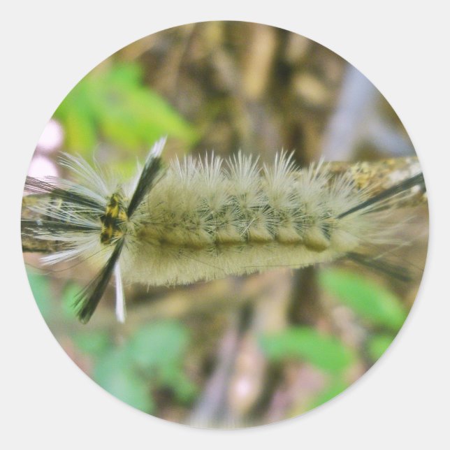 Banded Tussock Moth Caterpillar Classic Round Sticker (Front)