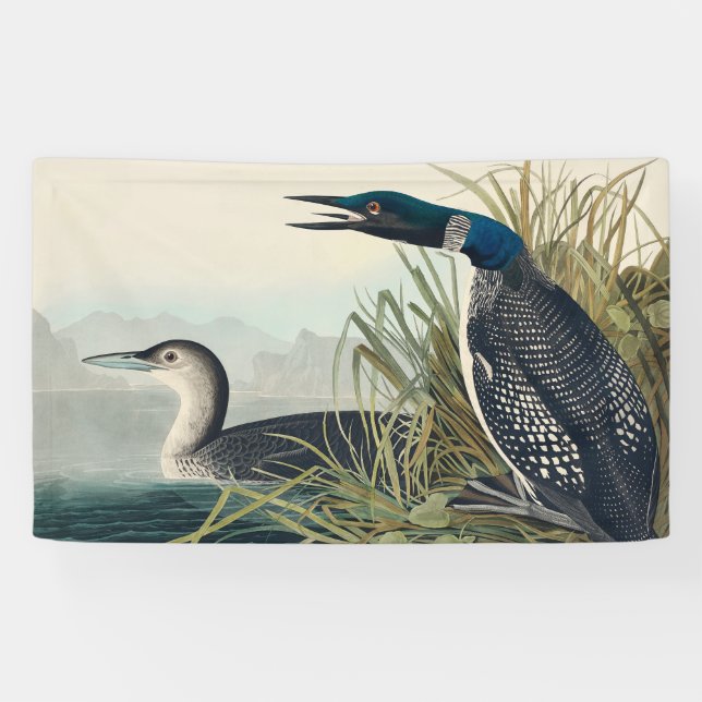 Banderoles Audubon Bird Loon Diver Classic (Horizontal)