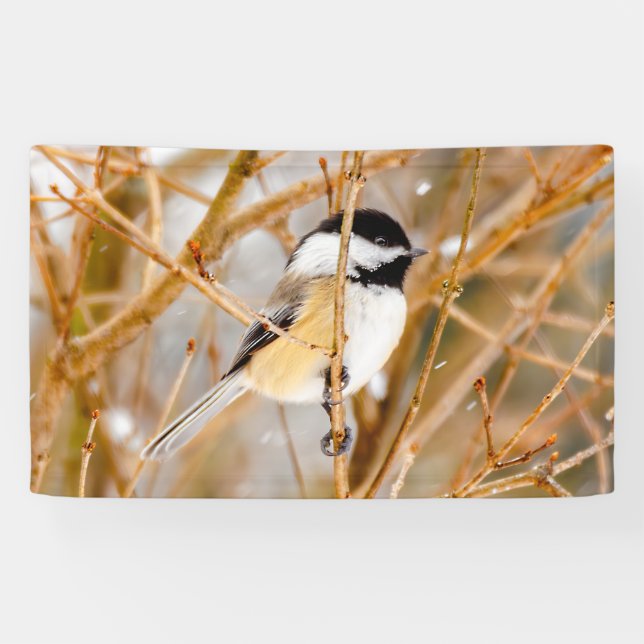 Banderoles Chickadee au plafond noir - Photo originale (Horizontal)
