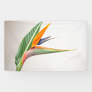 Banderoles de 91 cm x 152 cm
