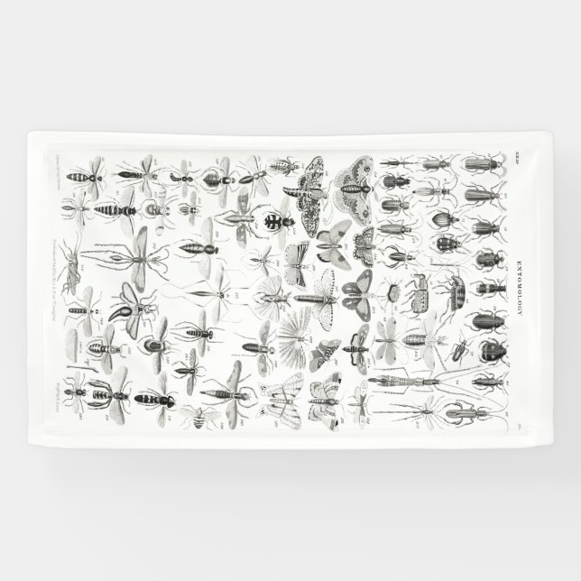 Banderoles Entomologie noire et blanche Insectes Bugs (Horizontal)
