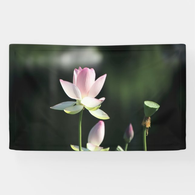 Banderoles Fleur de Lotus rose et blanc (Horizontal)