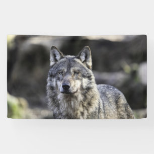 Banderoles Loup gris