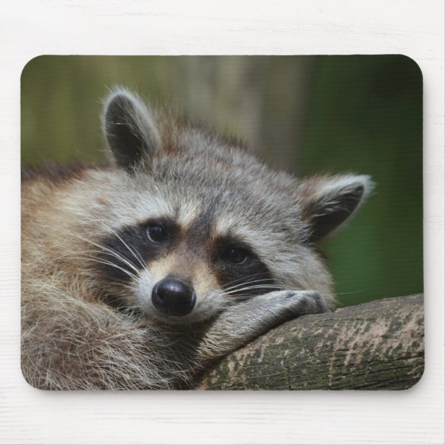 Bandit at Rest Cute Raccoon Mouse Pad (Front)