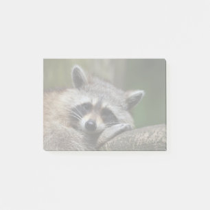 Bandit at Rest Cute Raccoon Post-it Notes
