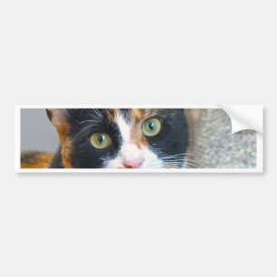 Bandit Bumper Sticker