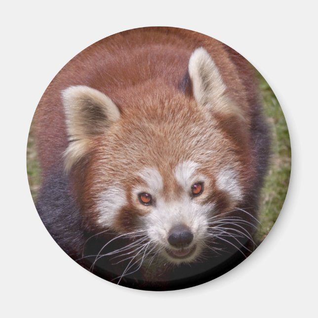Bandit Magnet (Front)