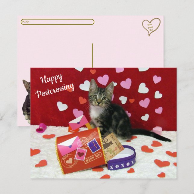 Bandit The Cat's Postcrossing Valentine's Postcard (Front/Back)
