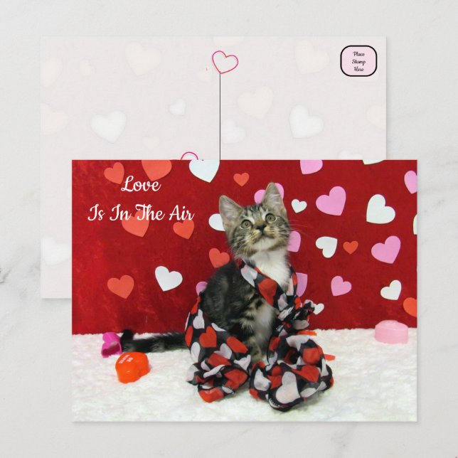 Bandit's Best Dressed Cat Valentine's Postcard (Front/Back)