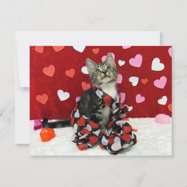 Bandit's Love Valentine - Chat / Kitten - Carte Pl (Devant)