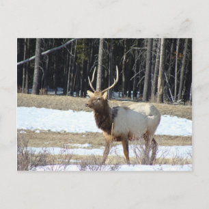 Banff Elk Postcard