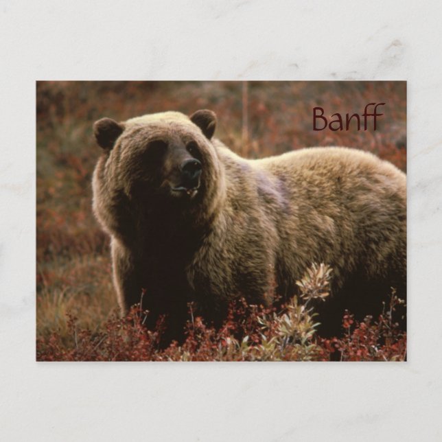 Banff grizzly bear postcard (Front)