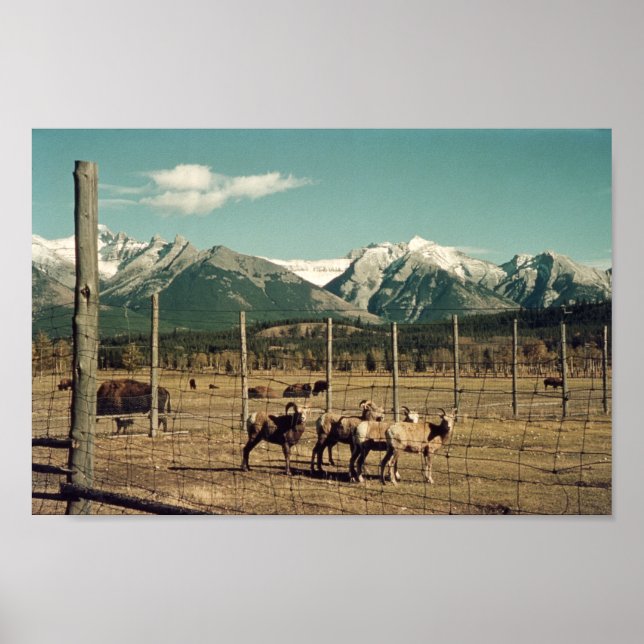 Banff Mountain Goats & Buffalo Alberta Poster (Front)