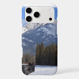 Banff Wolf in Winter with Mt Cascade