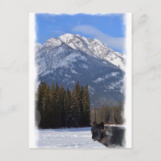 Banff Wolf in Winter with Mt Cascade Postcard (Front)