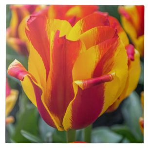 Banja Luka tulip ceramic tile