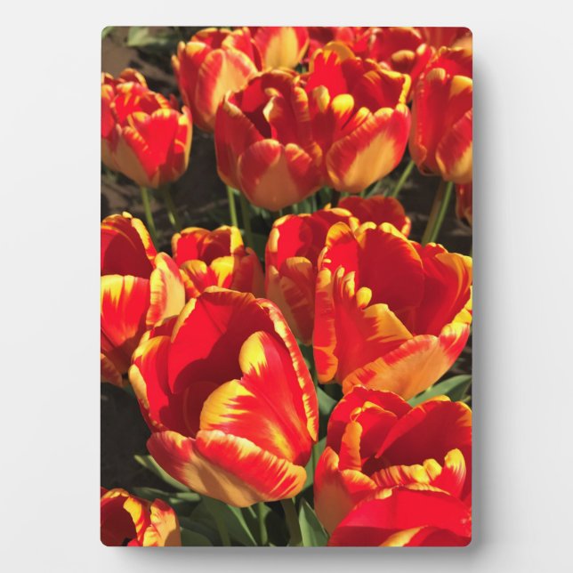 Banja Luka Tulips, Oregon Plaque (Front)