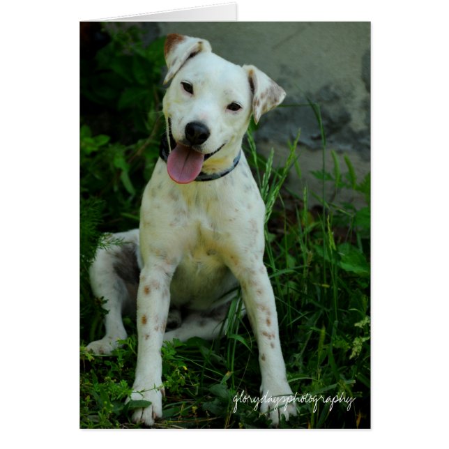 Banjo, mai 2009 (Devant)